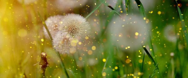 Dandelion 3379090 1920